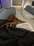 Cozy Pup Nap