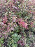 Cambria's Verdant Tapestry