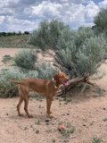 Playing Fetch in the Park