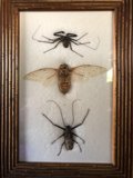 Arthropod Art