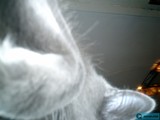 Feline Features up Close