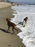 Canine Fun at Huntington Dog Beach