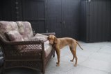 The Ultimate Relaxed Canine in his Domain