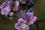 Tranquil Geraniums