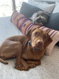 Cozy Companions