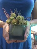 Floral Delight