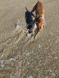 Splish Splash!