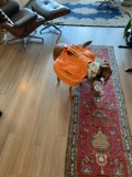 Pumpkin Pup on Hardwood