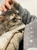 Feline Bliss