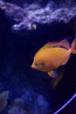 Underwater Journey: Captivating Aquarium Life