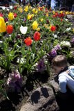 Young Wonder at Golden Gate Park