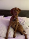 Cozy Canine Companion