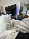 Feline and Canine Companions