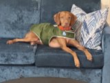 Cozy Canine Comfort