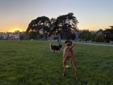 Playful Pals in Alamo Square Park