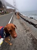 Beach Dog Fashionista