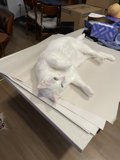 Cozy Cat on Wooden Table