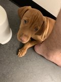 Potty Training Pals