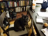 The Mysterious Black Cat and the Library Chair