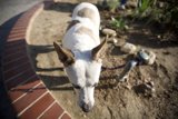 The Canine Gardener