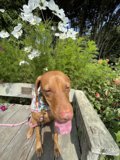 Relaxed Vizsla on a Garden Bench