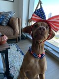 Patriotic Pup