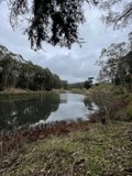 Serene Pine Lake