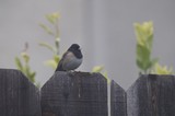 Dark-eyed Junco Perched on Weathered Wooden Fence