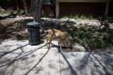 Wildlife in the Park