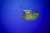 Enigmatic Drifter of the Deep