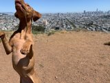Urban Hound