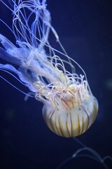 Translucent Jellyfish Floating in Deep Blue Waters