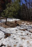 A Canine's Winter Walk