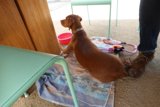 Plywood Pup