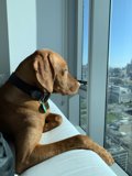 Cozy Canine on the San Francisco Couch
