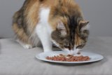 Feline Feast