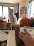 The White Cat and the Bowl of Food
