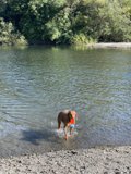 Splish Splash with his Frisbee