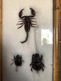 Arthropod Art