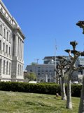Majestic City Hall with Towering Tree