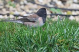Dark-Eyed Junco Foraging in Backyard Grass