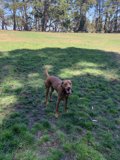 Sunny Day Doggo