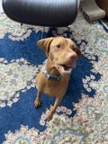 Pawsome Home Decor Arrivals