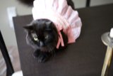 Isabella's Fashion Statement