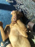 Relaxing Vizsla Puppy in Los Angeles