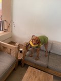 Stylish Vizsla on Hardwood Couch