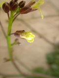 Radiant Yellow