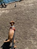 Hound Eyeing the Fowl