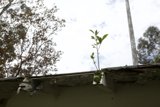 Rooftop Oasis