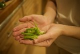 Freshly Picked Green Peppers